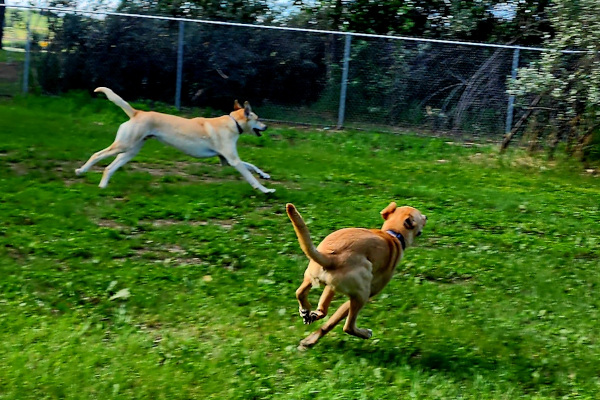 Dogs