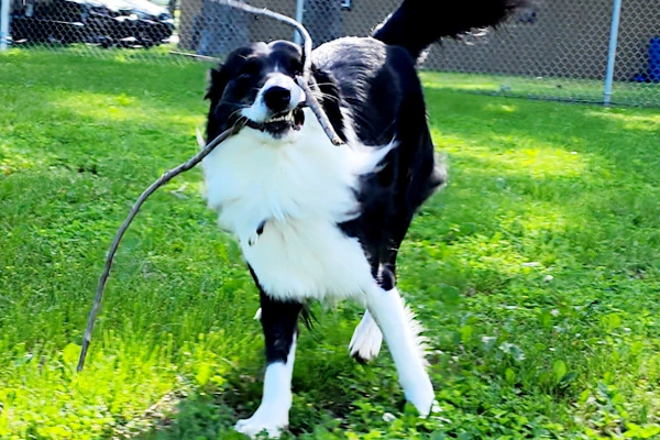 Dogs