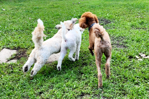 Dogs