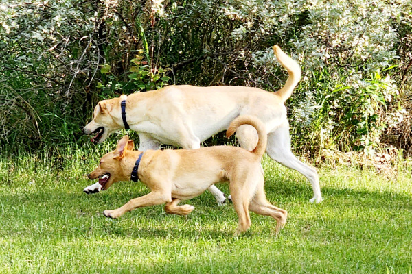 Dogs