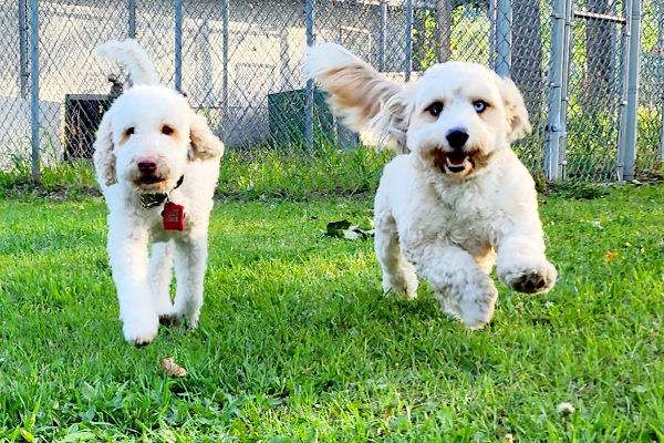 Dogs